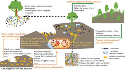 Phosphate solubilizing microorganisms as a driving force to assist mine phytoremediation